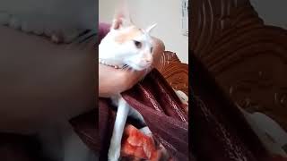 #catlover #😻 এই শীতে বাইরে যাইতে দেইনা দেখে কি করে দেখেন ❤️😽❤️😻#piku #