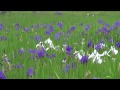 カキツバタの里 iris laevigata