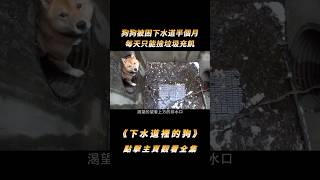 狗狗被困下水道半個月，每天只能撿垃圾充飢，抱出來的瞬間主人心都碎了#shorts