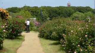 京成バラ園　満開　見ごろ　開花情報　2012年　5月24日