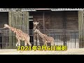 キリンの赤ちゃん！親子で微笑ましい生後7ヶ月～生後11ヶ月頃。とべ動物園にて