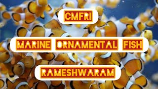 Marine Ornamental fish 🎏..CMFRI