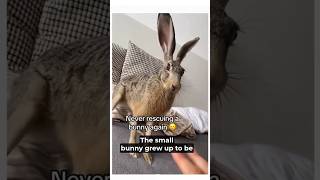 Man Accidentally Rescues an Angry Monster!#animalstories #pets #bunny #animalrescue #angryanimals