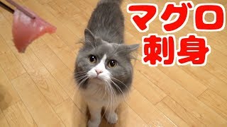 猫がまぐろの刺身を初体験で大興奮！w