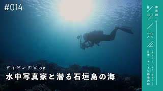 【4K水中映像】絶景の癒しを｜世界一の海・石垣島でダイビング【獣医師ツジノボル】