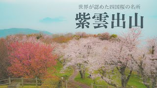 世界が注目する四国の桜の名所へアラフォーソロ登山　春の紫雲出山