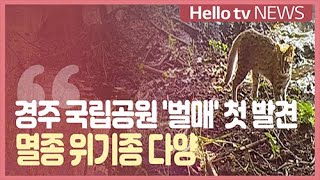 경주 국립공원 ′벌매′ 첫 발견...멸종 위기종 다양