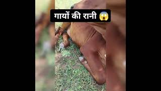 सबसे अनोखी गौ माता😱😱#cow #animals ##shorts