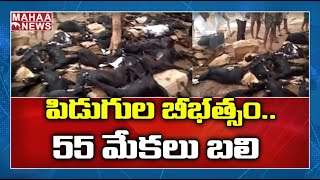 కర్నూలు జిల్లాలో పిడుగులు బీభత్సం: 55 Goats Affected of Lightning Strike | MAHAA NEWS | MAHAA NEWS