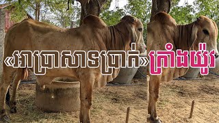 «អាប្រាសាទប្រាក់» ត្រូវជាកូនអាប្រាសាទមាស ទទួលបង្កាត់មេហើយ