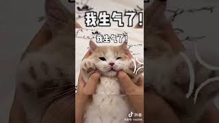 #中国大陆 #萌宠 #狸花猫 奶凶奶凶的小奶猫。中华田园猫，恶龙咆哮可爱小猫咪