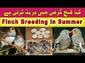 Finch Breeding | how to breed finch in summer