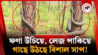 ফণা উঁচিয়ে,  লেজ পাকিয়ে গাছে উঠছে বিশাল সাপ! | Snake Climbing Tree | Kalbela