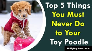 Top 5 Things You Must Never Do to Your Toy Poodle