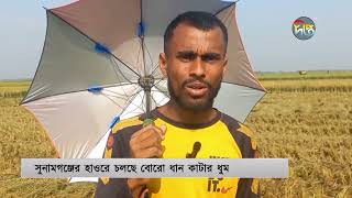 সুনামগঞ্জে হাওরে বোরো ধান কাটা শুরু হয়েছে | Sunamganj | Deepto News