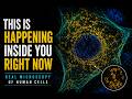 I Filmed the Hidden Machinery Inside Human Cells | Mitochondria, Microtubules & More