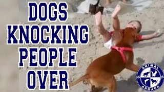 Dogs Knocking People Over Compilation - Dogs knocking over kids and adults