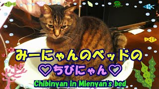 みーにゃんのベッドのちびにゃん・Chibinyan in Mienyan's bed