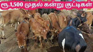 ரூ.1,500 முதல் பால் மறவாத பச்சிளம் கன்று குட்டிகளின் சந்தை | Small cow just ₹ 1,500 rup only | மாடு