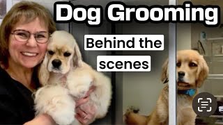 11/19/24 Dog Grooming LIVE Part 2! Lulu the Yorkie