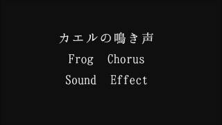 【フリーな音響素材】カエルの鳴き声　Frog Chorus Sound Effect