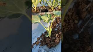 How To Use Drip Irritation After Planting Watermelons #satisfying #short