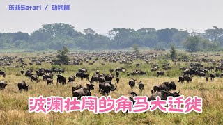 东非Safari|波澜壮阔的角马大迁徙The great wildebeest migration