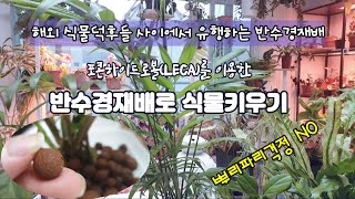 EP#48: 반수경재배로 식물키우기/뿌리파리걱정 NO~흙먼지걱정NO~