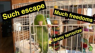 PARROT ESCAPES CAGE!!