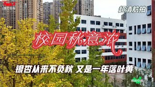 银杏从来不负秋 又是一年落叶黄 总有一抹金黄惊艳这个秋天