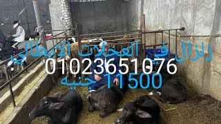 السعر يبدا.12000٪٪01023651076