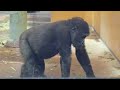 gorilla kintaro plays with gentaro and rides on his back.【kyoto city zoo gorilla fam】