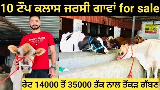 14000 ਚ ਖਰੀਦੋ ਟੌਪ ਜਰਸੀ 10#ਜਰਸੀ ਗਾਵਾਂ ਵਿਕਾਊ ਨਾਲ ਤੋਂਕੜ ਗੱਬਣ ਤਾਜ਼ੀਆਂ ਤੇ ਸੂਨ ਵਾਲੀਆਂ!!