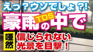 (TwT)v えっ？ウソでしょ！豪雨の中で信じられない光景を目撃！（TDS/2020.8.13）