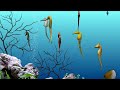 DigiFish Seahorse 3D screensaver