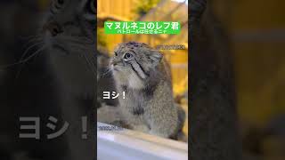 【マヌルネコ】マヌル警察レフ団長のパトロール！#short #pallascat #manul #lev #神戸どうぶつ王国 #マヌルネコ #レフ