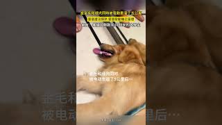 當金毛和細犬同時被電動車溜了五公裏，壹個還沒預熱 壹個發動機已冒煙，網友：像極了剛跑完1000米的大學生 #shorts #狗狗