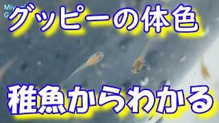 グッピーは稚魚から体色が分かる！こうやって見分けています！