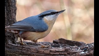 923. Brhlík lesní, Eurasian Nuthatch, Kleiber, Обыкновенный поползень, Kowalik zwyczajny