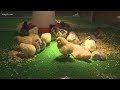 Baby chicks at the Washington State Fair