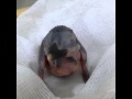 Micronesian Kingfisher Chick Hatches: Total of 129 Birds in Existence