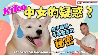 Kiko「中女的疑惑？」 成犬關節、呼吸健康的秘密 The secret of dog joint and respiratory health