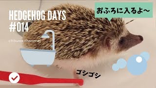 #014 お風呂でゴシゴシされるハリネズミ cute Hedgehog chikuwa ハリネズミのちくわ