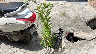 Day60/365 Everyday 5 Plants A tree help your children breathe in future #trees #Bharat #growingtrees