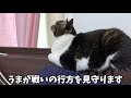 ママを起こすつもりが爆睡しちゃった猫