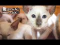 シャム猫の旅日記｜Vol.2 - かわいすぎるシャムの仔猫たちに興奮が止まらない🐈