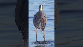 Great blue heron dips a pocket gopher in the water to facilitate swallowing #predator #heron