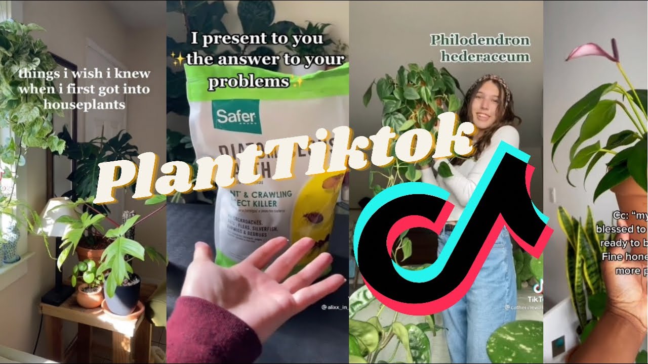 Best Of Plant TikTok Compilation 🌱 🪴 - YouTube