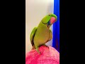 parrot sound