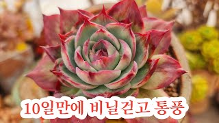 10일만에 비닐걷고 통풍시켜요 꼴이말이 아닙니다ㅎㅎ#앙코르#사막의별#화사